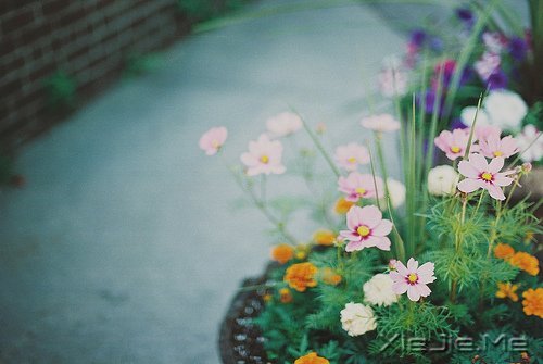 你若盛开，清风自来 (6)