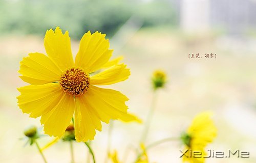 晚安心语：如果你从未放弃，现实远比梦想美好 (5)