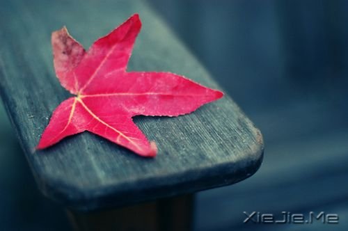 晚安心语：期待，是所有心痛的根源 (1)