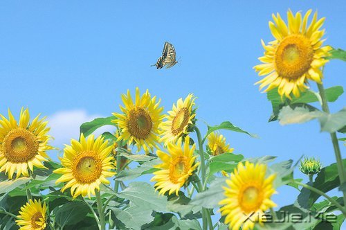 人生感悟：一位老人的九句话 (6)