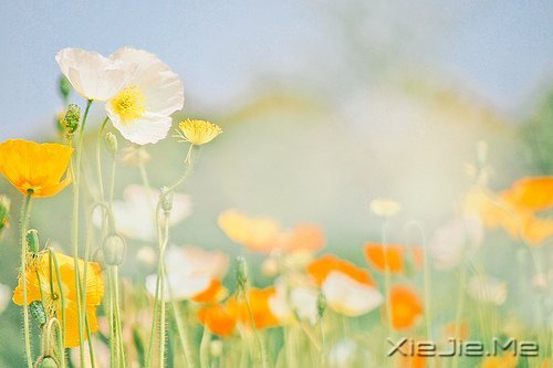 人生感悟：一位老人的九句话 (8)