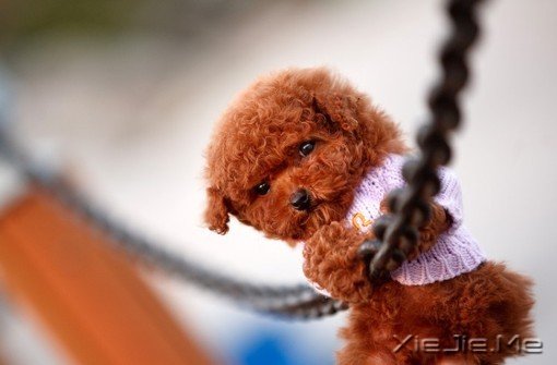 文字：为什么要设计成这样？